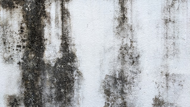 mold remediation 7 places homeowners often forget to check for hidden mold