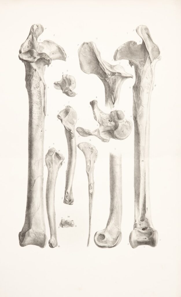 tcm bone setting what should you know before trying this traditional approach to body care